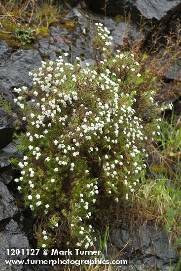 Clustered Phlox