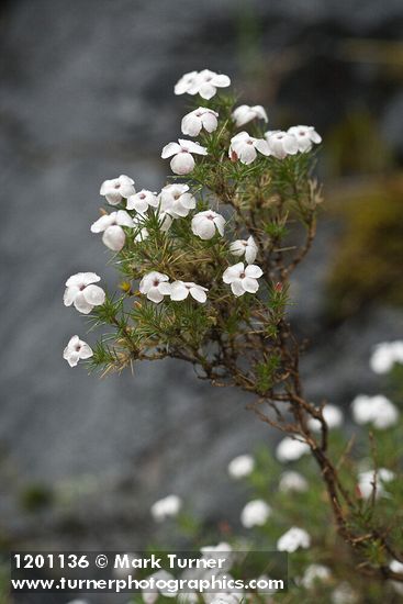 Clustered Phlox blossoms & foliage w/ raindrops
