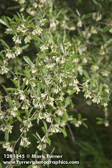 Autumn Olive blossoms & foliage