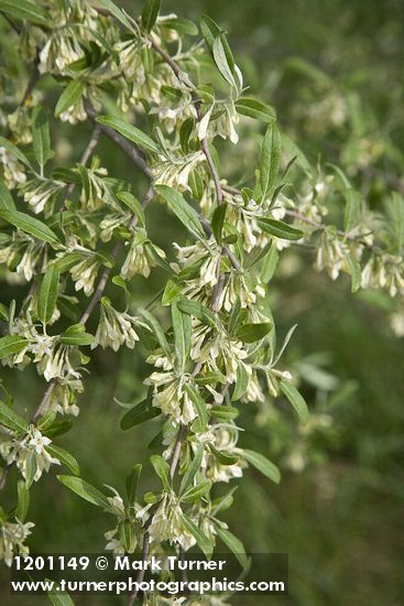 Autumn Olive blossoms & foliage
