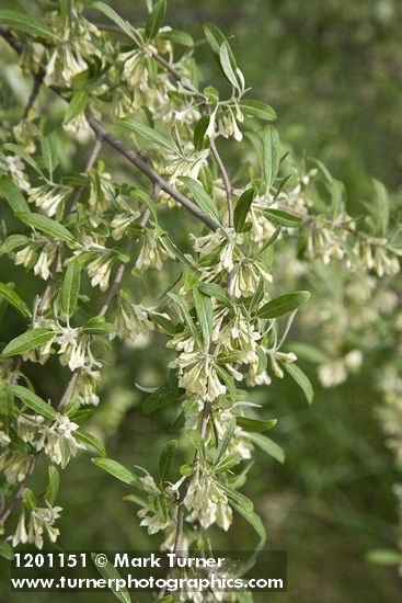 Autumn Olive blossoms & foliage