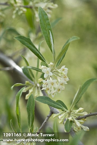 Autumn Olive blossoms & foliage