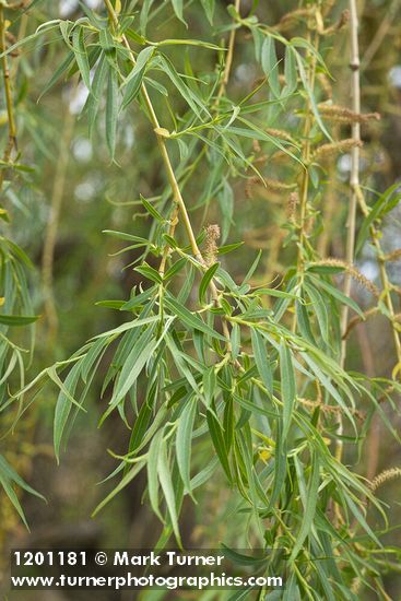Golden Willow foliage & male catkins