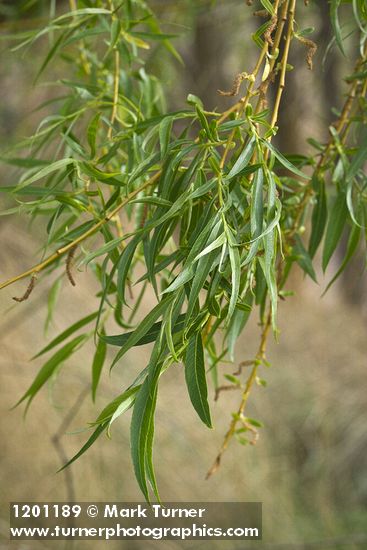 Golden Willow foliage & male catkins