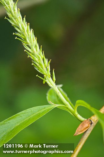 Crack Willow female catkin detail