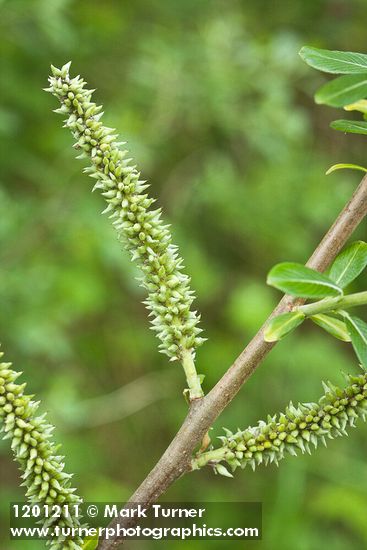 Sitka Willow female catkins detail