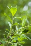 Sitka Willow foliage, underside