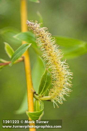 Crack Willow male catkin