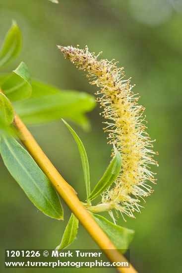 Crack Willow male catkin