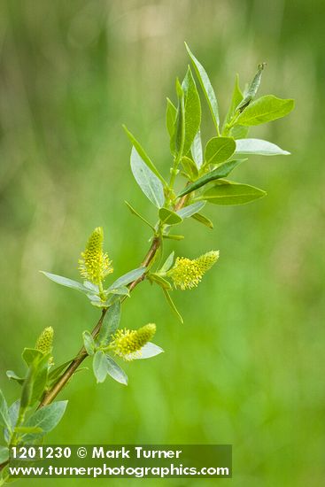 Pacific Willow foliage & male catkins