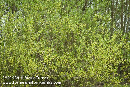 Pacific Willow (male)