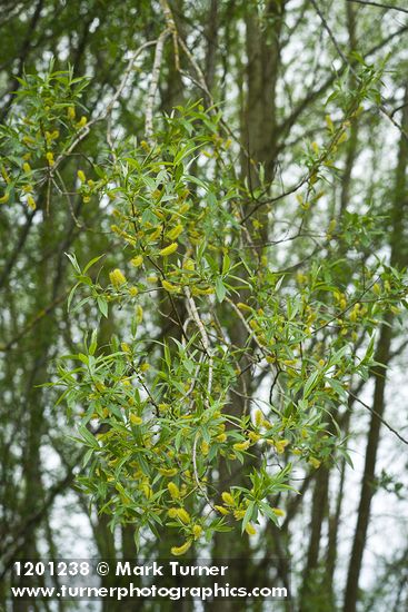 Crack Willow foliage & male catkins
