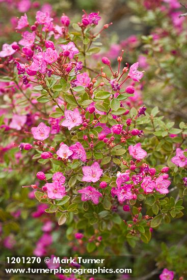 Siskiyou Kalmiopsis blossoms & foliage