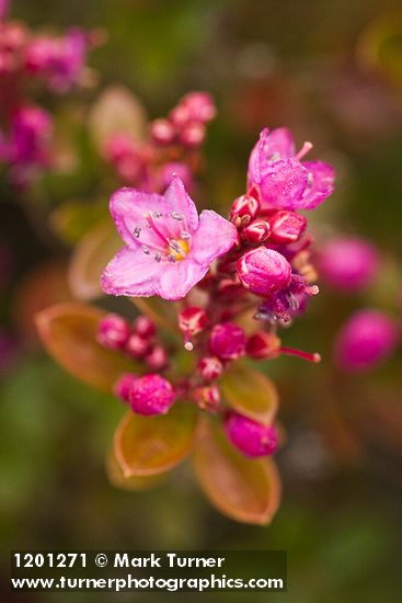 Siskiyou Kalmiopsis blossoms detail