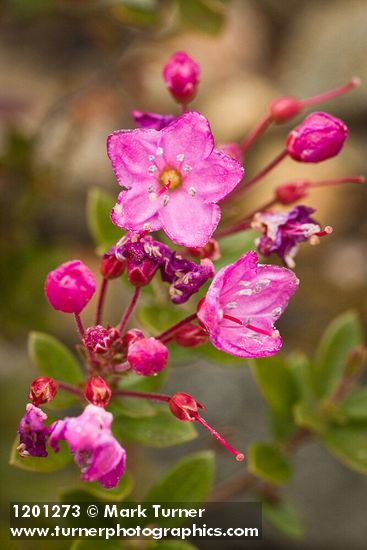 Siskiyou Kalmiopsis blossoms detail