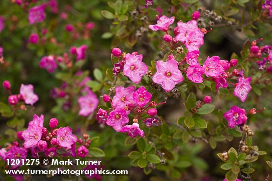Siskiyou Kalmiopsis blossoms & foliage