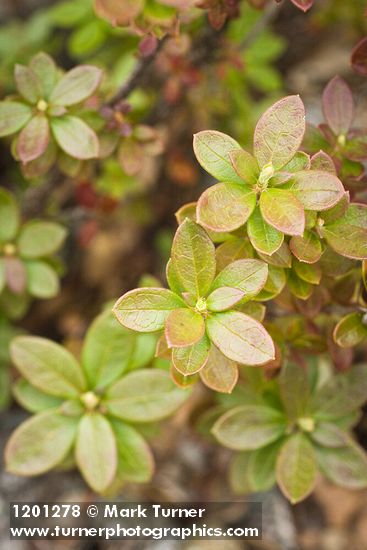 Siskiyou Kalmiopsis foliage detail