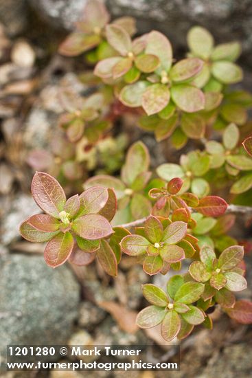 Siskiyou Kalmiopsis foliage