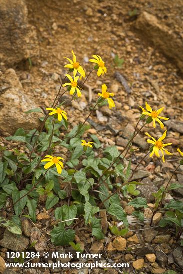 Serpentine Arnica