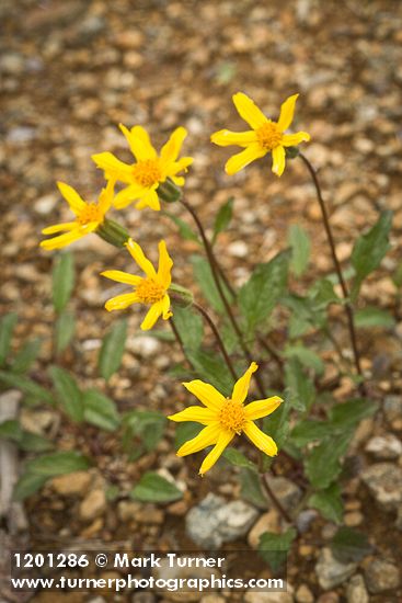 Serpentine Arnica