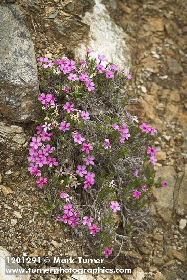 Spreading Phlox