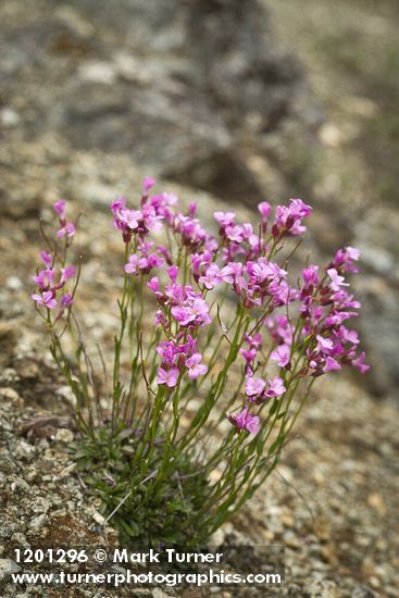Waldo Rockcress