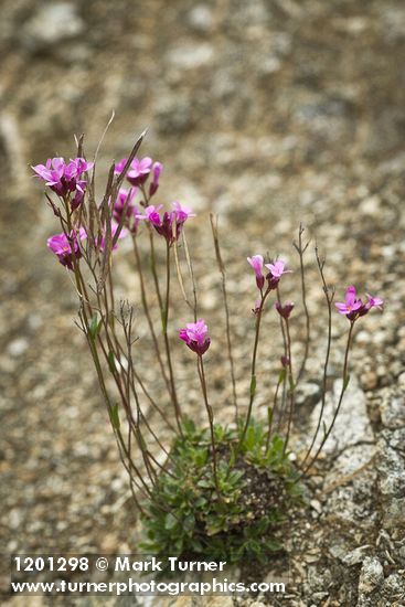 Waldo Rockcress