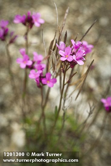 Waldo Rockcress blossoms