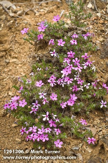 Spreading Phlox