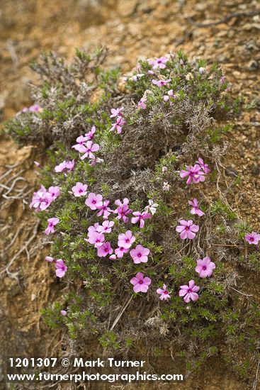 Spreading Phlox