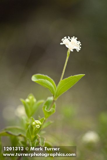 Whipplevine blossoms & foliage