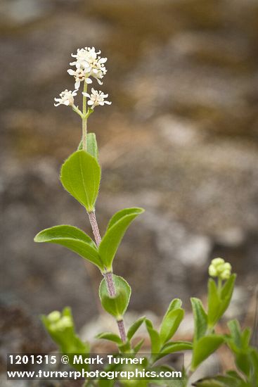 Whipplevine blossoms & foliage