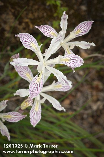 Yellowleaf Iris blossoms