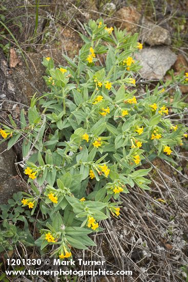 California Puccoon