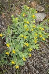 California Puccoon