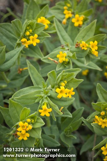 California Puccoon blossoms & foliage