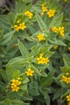 California Puccoon blossoms & foliage