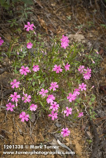 Showy Phlox