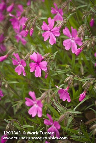 Showy Phlox blossoms