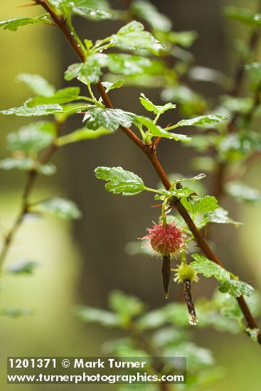 Sierra Gooseberry fruit & foliage