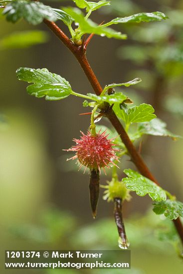 Sierra Gooseberry fruit & foliage