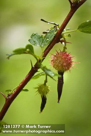 Sierra Gooseberry fruit & foliage