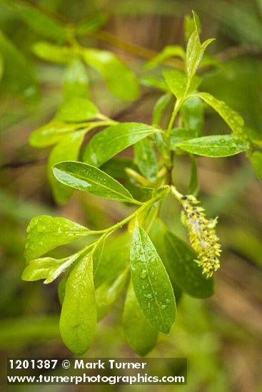 Tracy's Willow foliage & female catkin