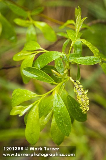 Tracy's Willow foliage & female catkin