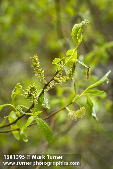 Tracy's Willow foliage & female catkins