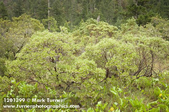 Eastwood's Manzanita