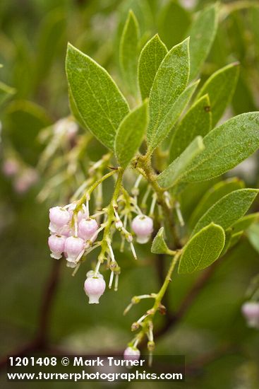Eastwood's Manzanita blossoms & foliage