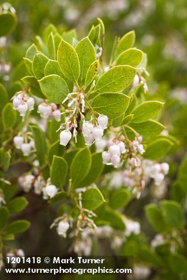 Eastwood's Manzanita blossoms & foliage