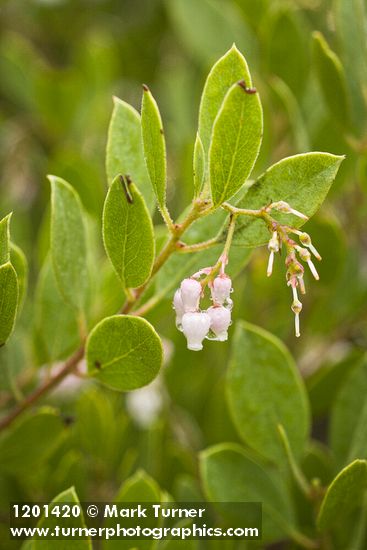 Eastwood's Manzanita blossoms & foliage