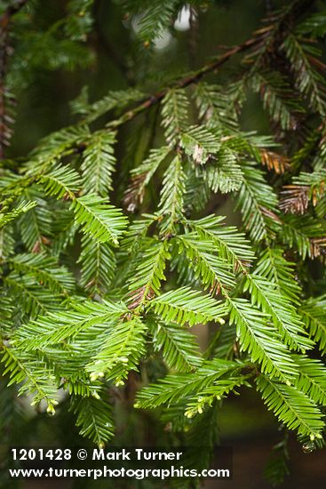 Coast Redwood foliage